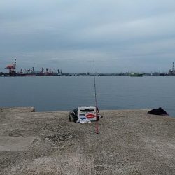 今日も播磨新島でキス狙い