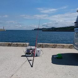 淡路西淡のキス釣査