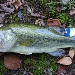 今日もカバー奥にピッタリ
