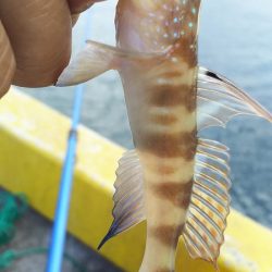 ちょい投げで、いろいろ釣れたのですが、アジ狙い・・・。