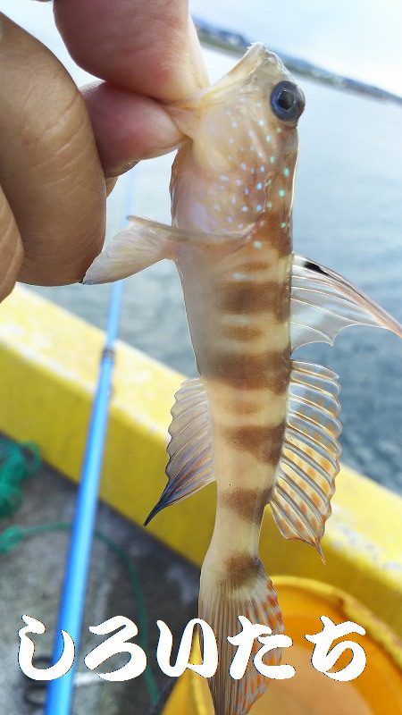ちょい投げで、いろいろ釣れたのですが、アジ狙い・・・。
