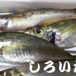 アジはどこへ?