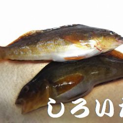 なれない、フカセ釣り。