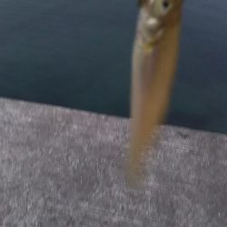 淡路島、新規開拓。