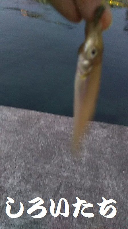 淡路島、新規開拓。