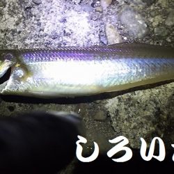 今日は、アジ狙い。