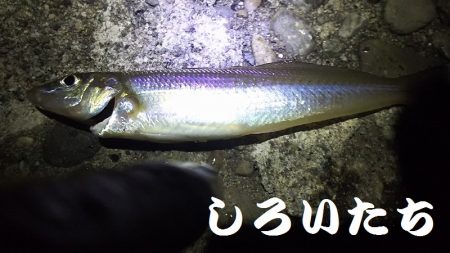 今日は、アジ狙い。