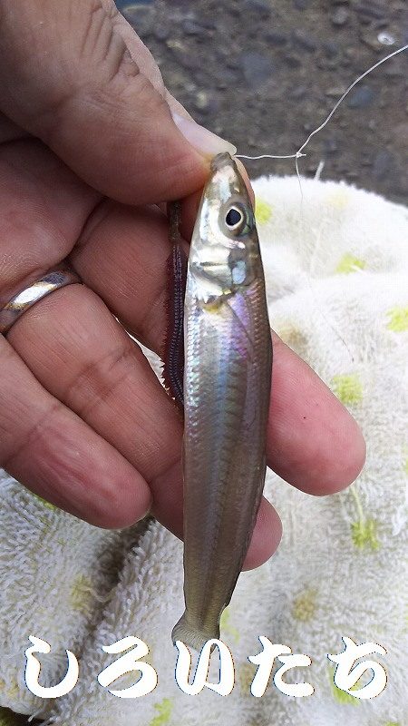 ガッシー、移動してキス。