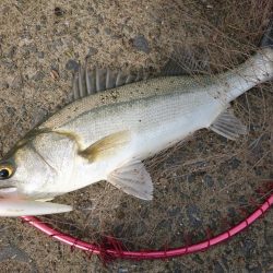 晴天のトップシーバスコラボで4匹ゲットw