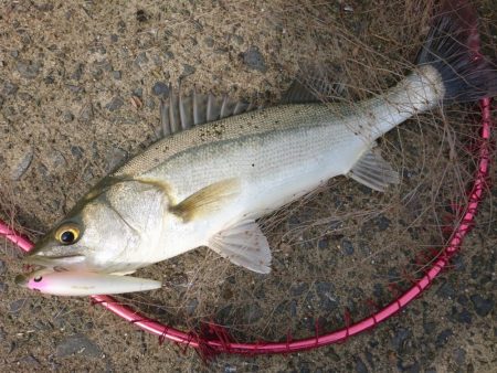 晴天のトップシーバスコラボで4匹ゲットw