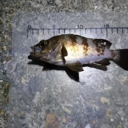 夜中メバリング