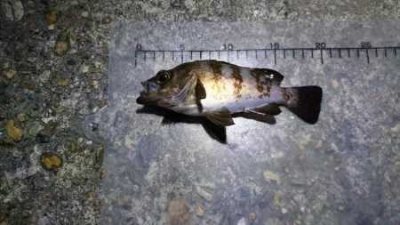 夜中メバリング