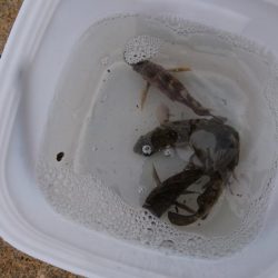 まだまだメバリング