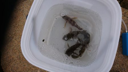 まだまだメバリング