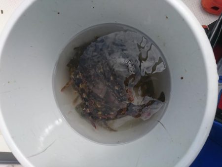 春アオリを求めて