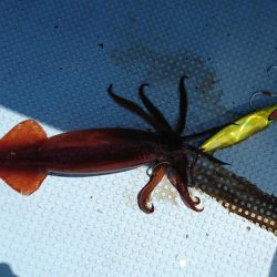 日本海タラジギング