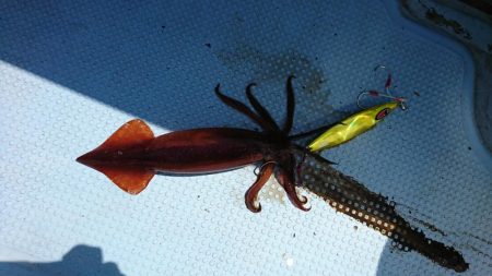 日本海タラジギング