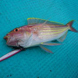 県南タイラバ&ライトジギング