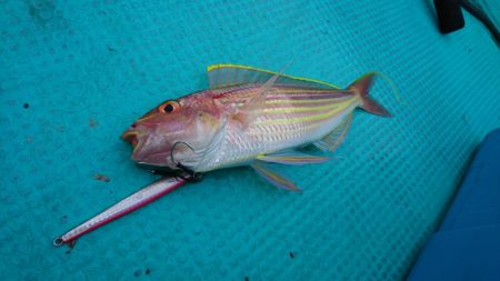 県南タイラバ&ライトジギング