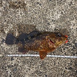 豪雨直後のベタ凪