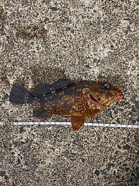 豪雨直後のベタ凪