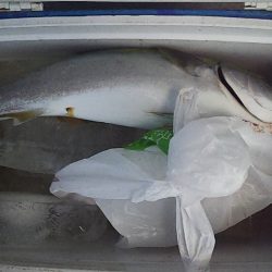 久しぶりの真鯛だ~