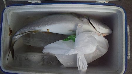 久しぶりの真鯛だ~