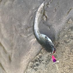 もはや日課のなまず