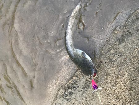 もはや日課のなまず