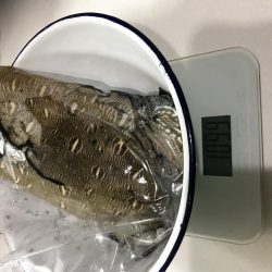 エギング歴1週間！4杯目