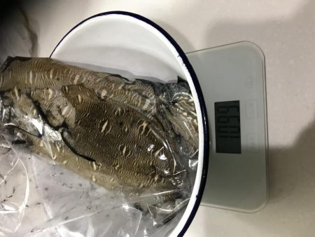 エギング歴1週間！4杯目