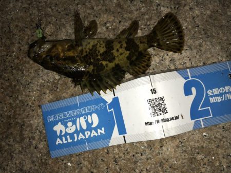 メバルフィーバー継続中！