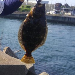 ヒラメ高確率！