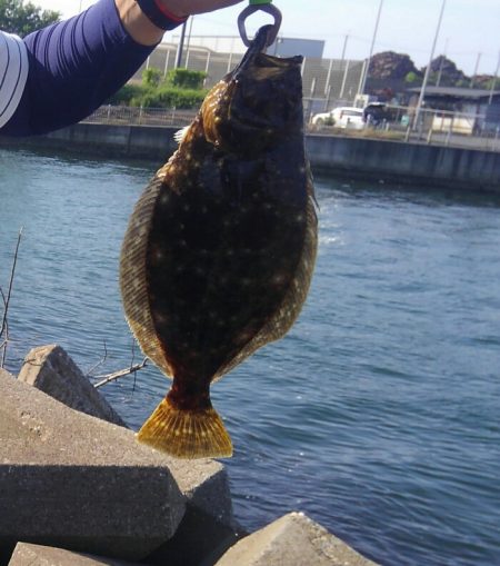 ヒラメ高確率！