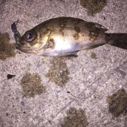 地震後のライトゲーム