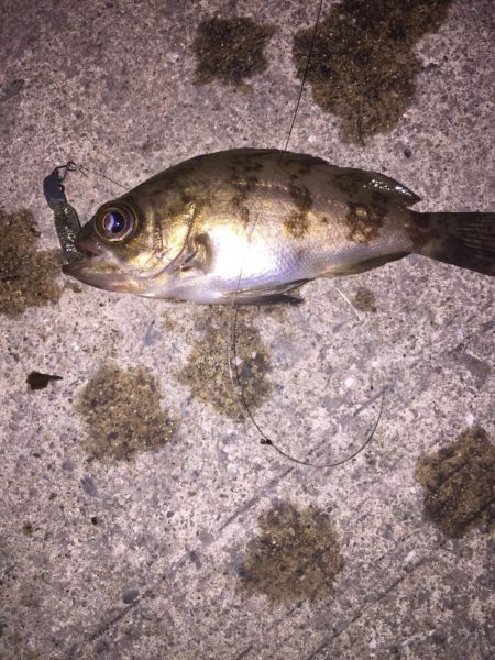 地震後のライトゲーム