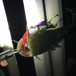 梅雨入りは活性up