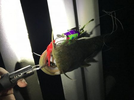 梅雨入りは活性up