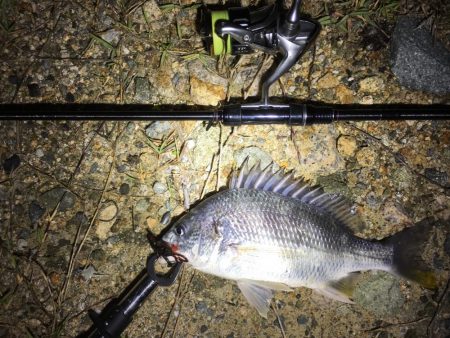 チニング 今年初の40オーバー