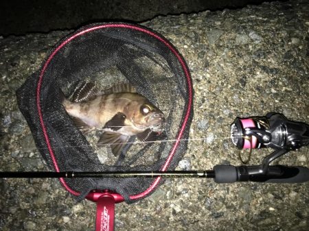 泉南ライトゲーム