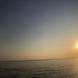 青物つれません