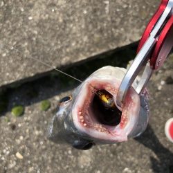 今日はライトゲームでカマスゲーム！