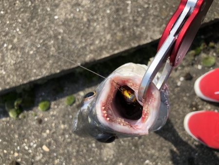 今日はライトゲームでカマスゲーム！