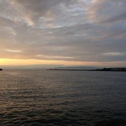 シーバスが留守中。