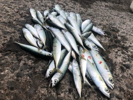 豆サバ、小サバ