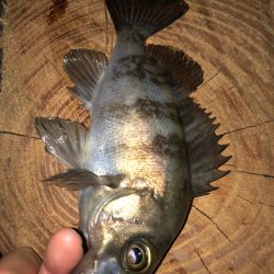 久々のメバリング