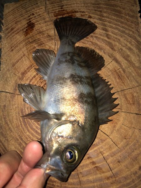 久々のメバリング