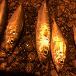 マジアジサビキ