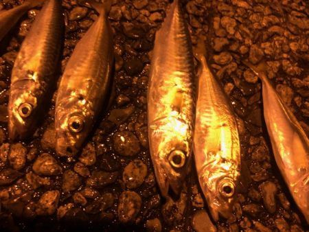 マジアジサビキ