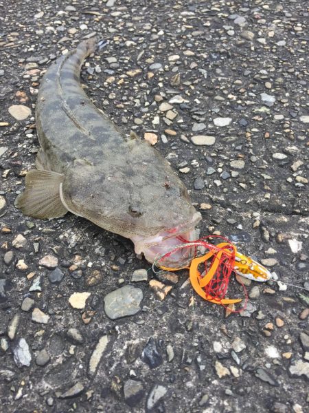 ショアラバ　マゴチ